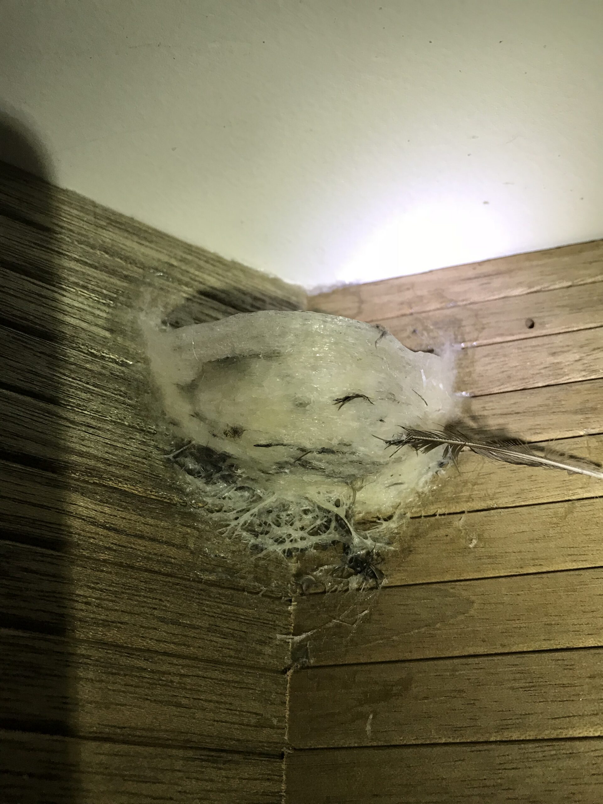 Công Nghệ nuôi Yến